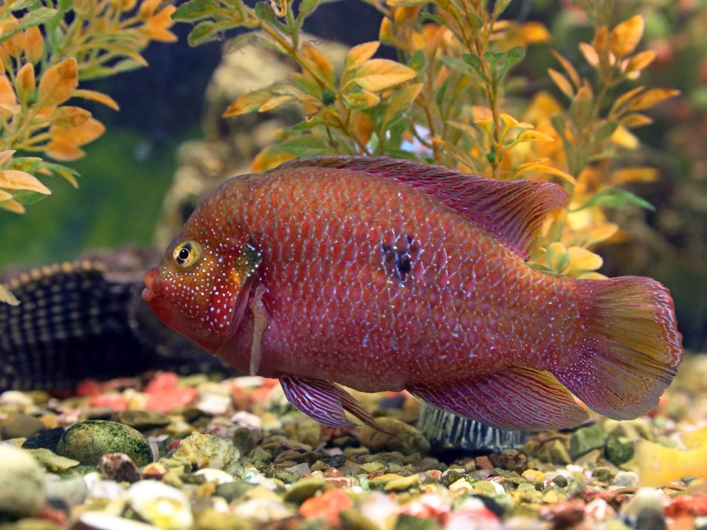 What Kind of Cichlids You Need Now