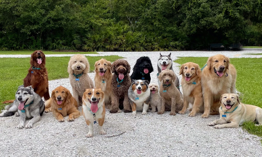 How Spay And Neuter Services Support Community Pet Health