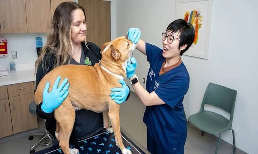 The Role Of General Veterinarians In Pet Dental Health