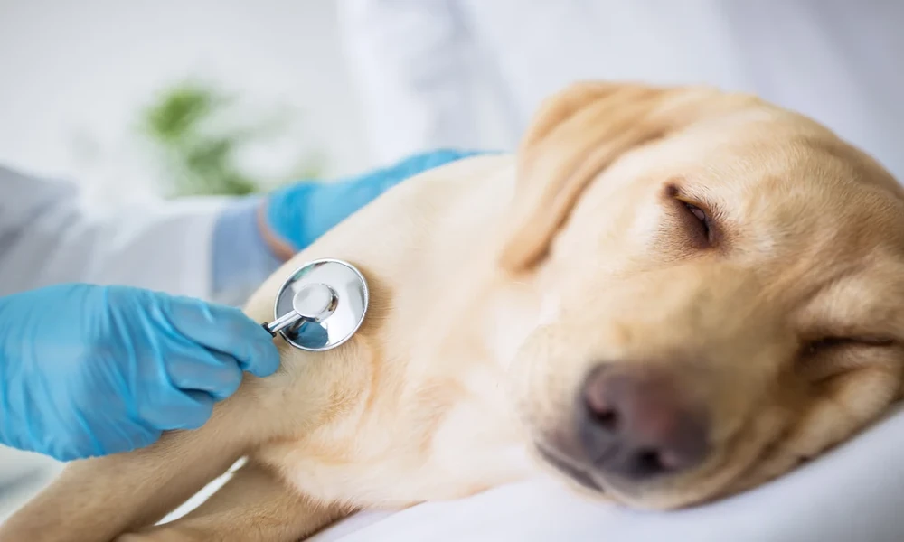 What Repeated Gagging Can Tell a Vet About a Pet’s Mouth, Throat, or Esophagus
